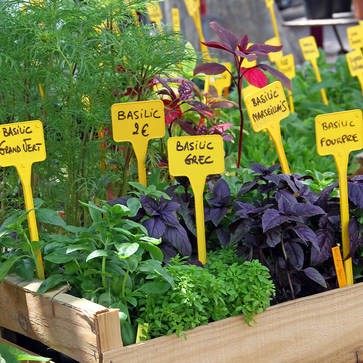 Piante aromatiche dalla A alla Z in pot