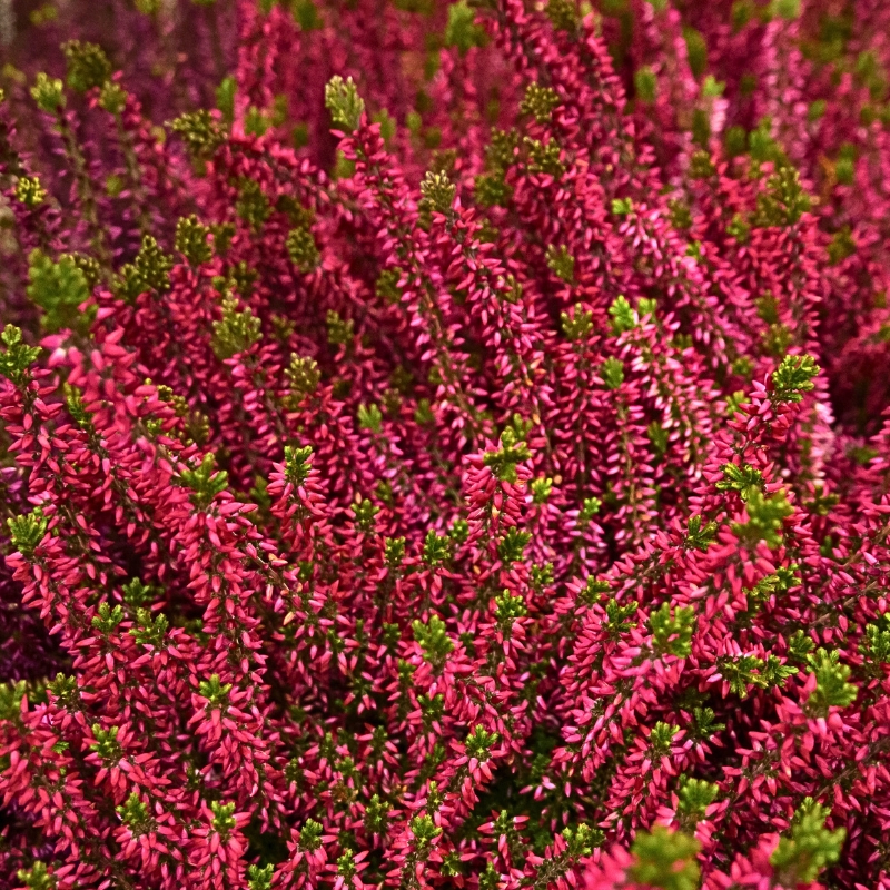 Erica a fiori rossi