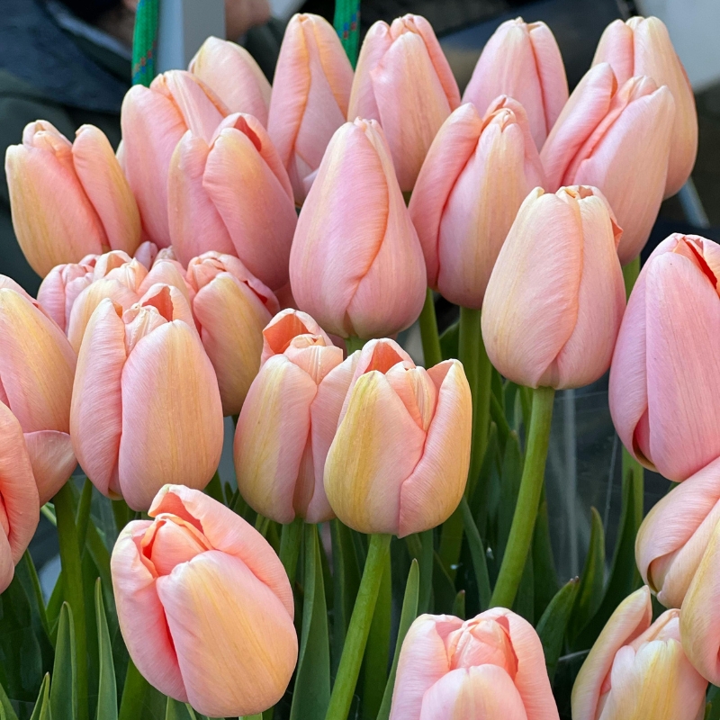 Bulbi primaverili da fiore rosa