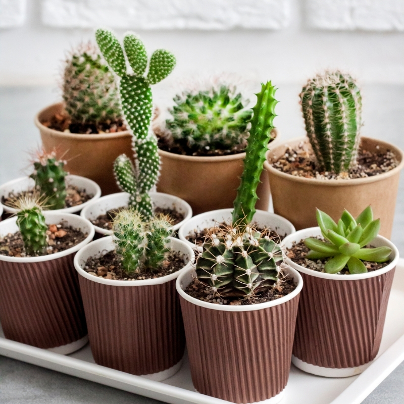 Cactus e piante grasse da interno