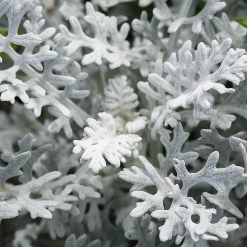 Cineraria marittima