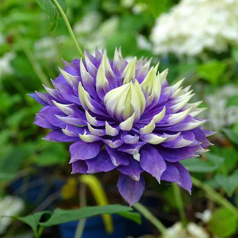 Clematis florida