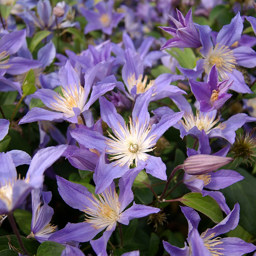 Clematis erbacee