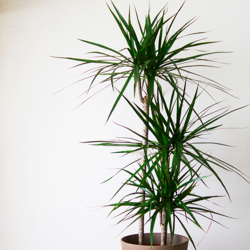 Tronchetto della Felicità - Dracaena