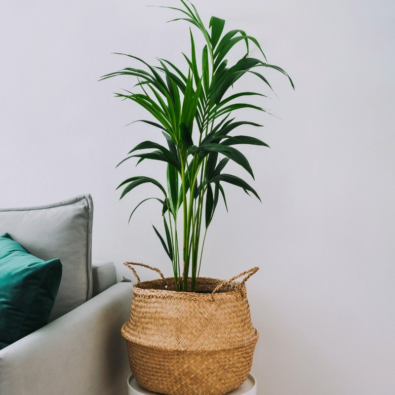 Palma areca - Dypsis
