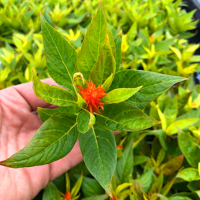 Celosia