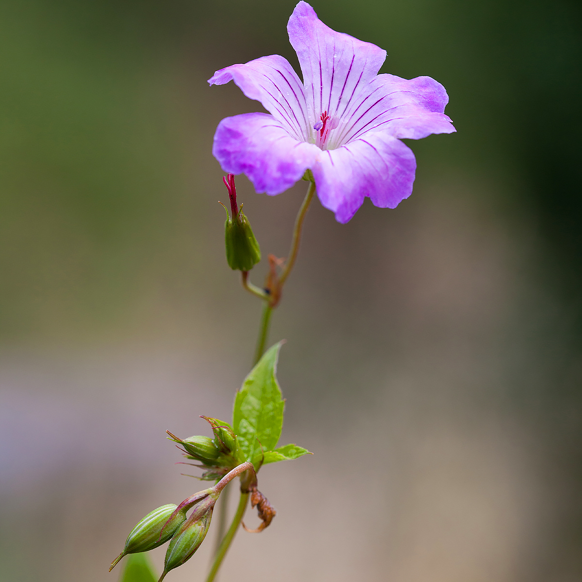 Geranio nodosum