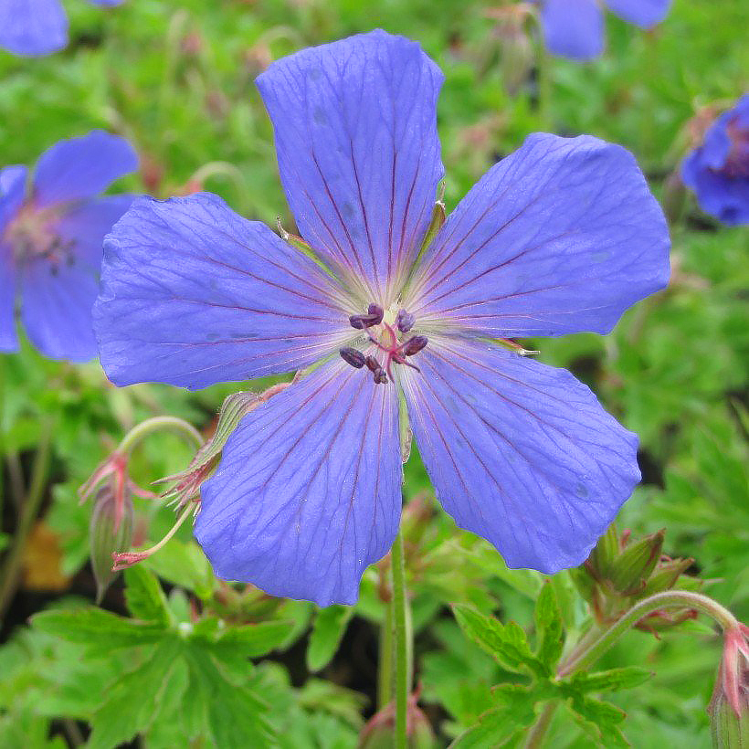 Geranio himalayense