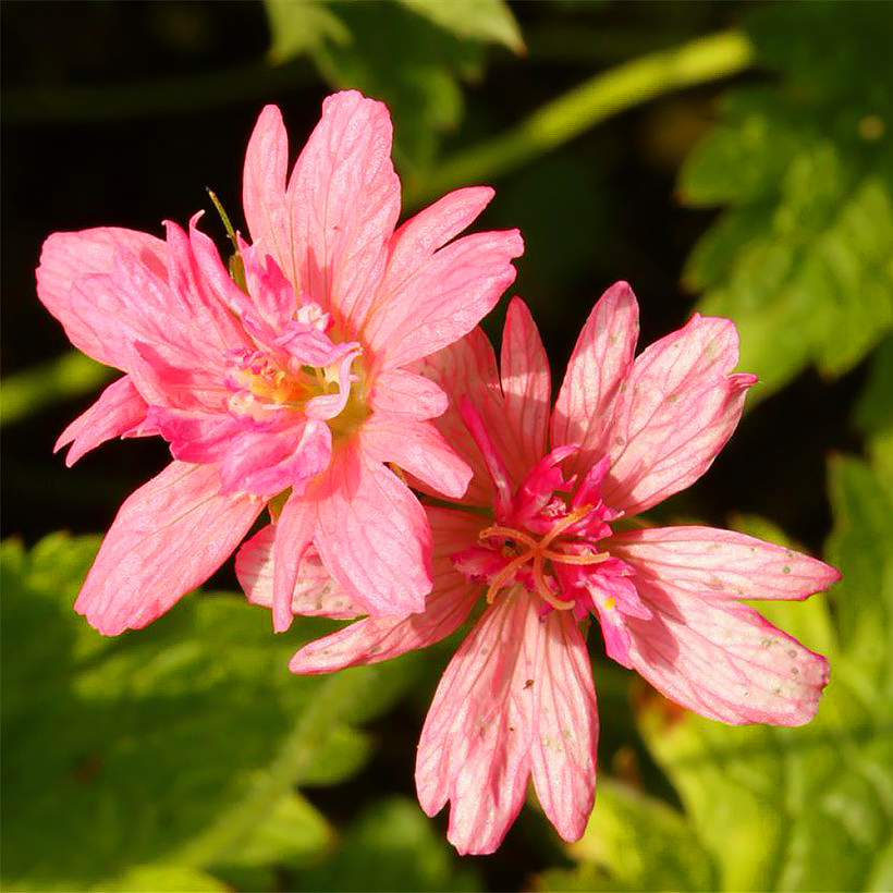 Geranio oxonianum