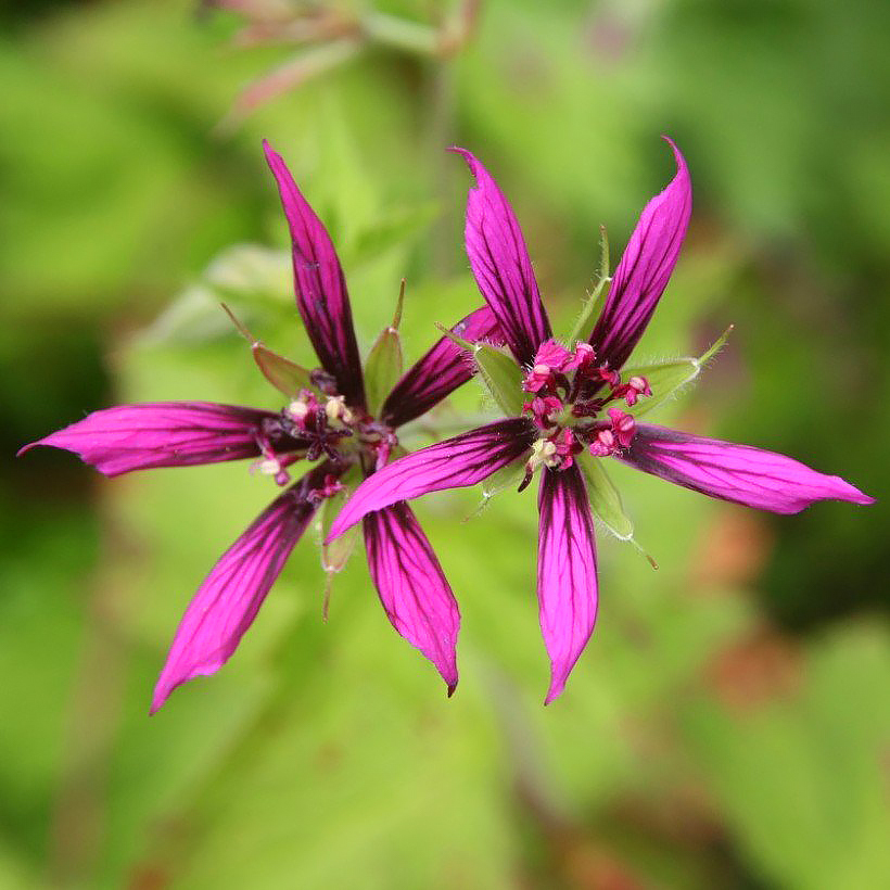 Gerani ibridi - Pelargonium