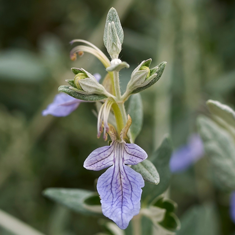 Teucrium fruticans