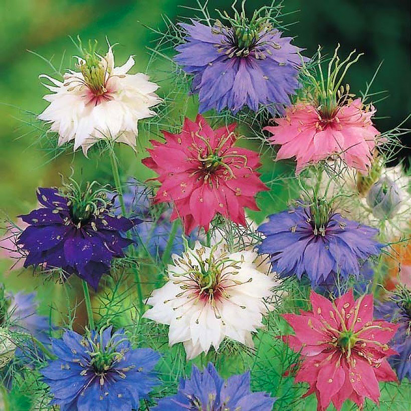 Semi di Nigella damascena