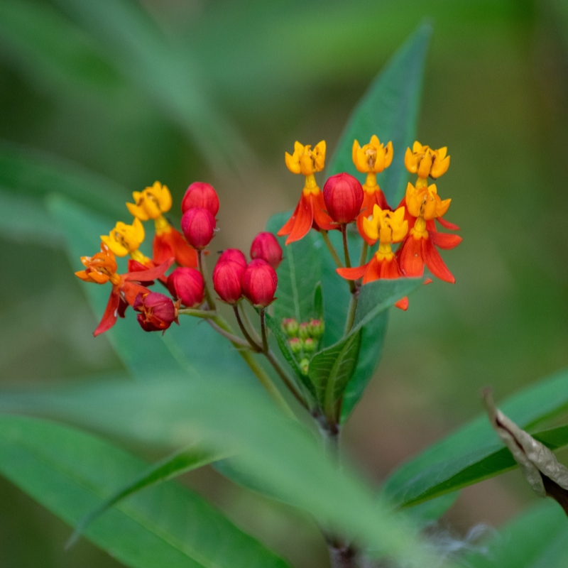 Semi di Asclepias 
