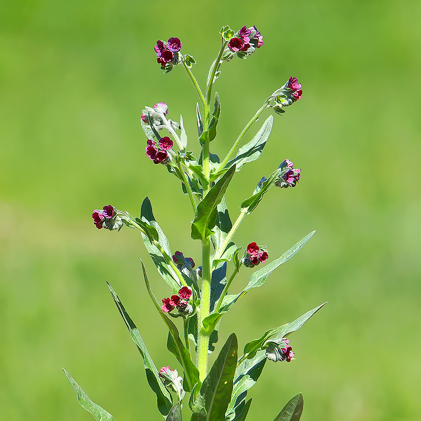 Semi di Cynoglossum - Lingua di cane