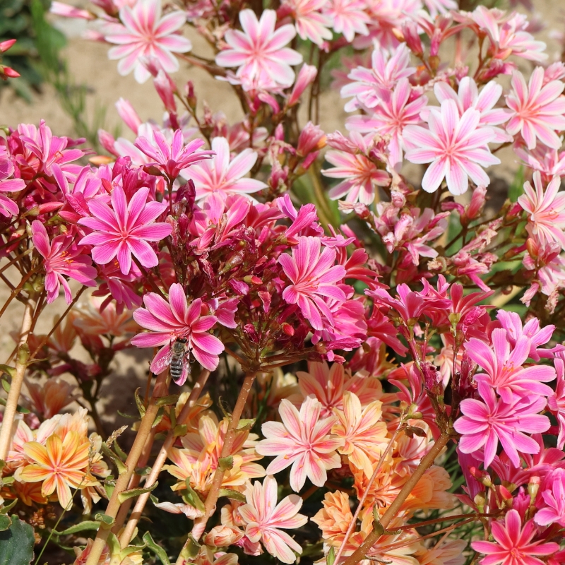 Semi di Lewisia