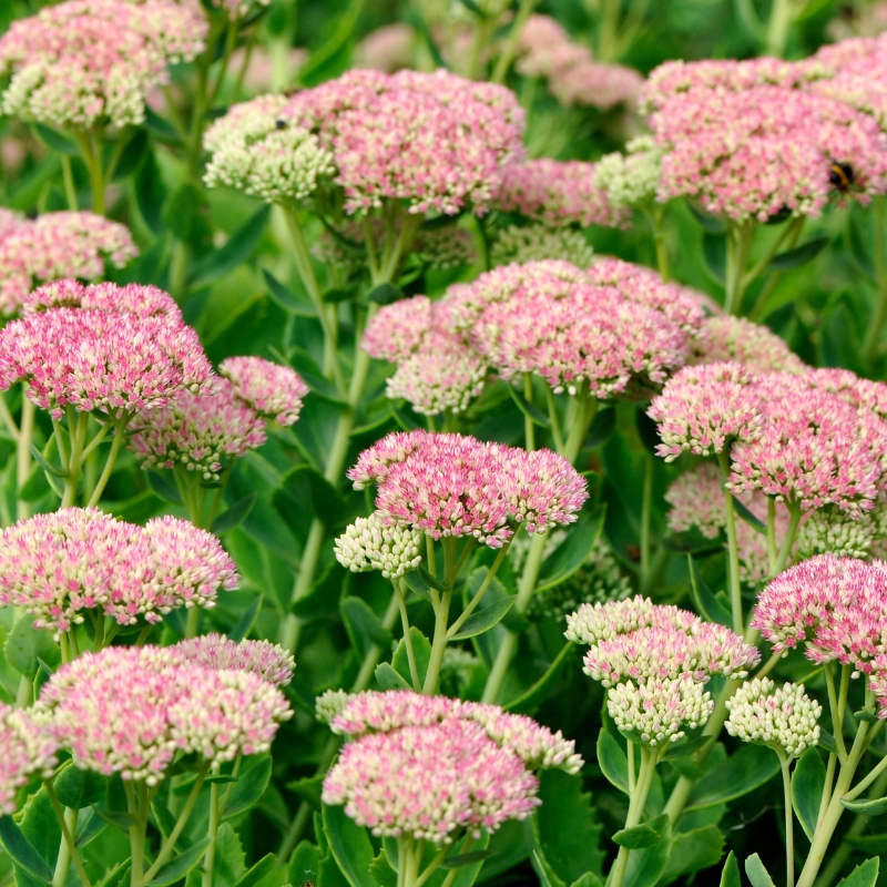 Semi di Borracina - Sedum