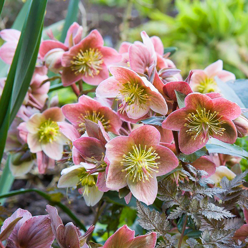 Helleborus (x) nigercors
