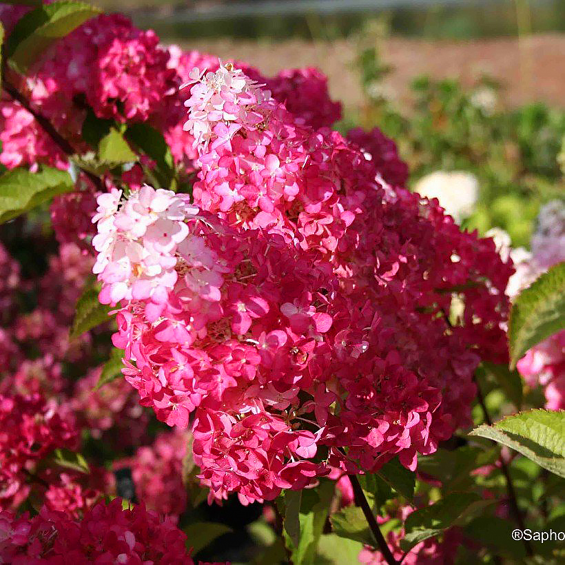 Ortensia Hydrangea paniculata