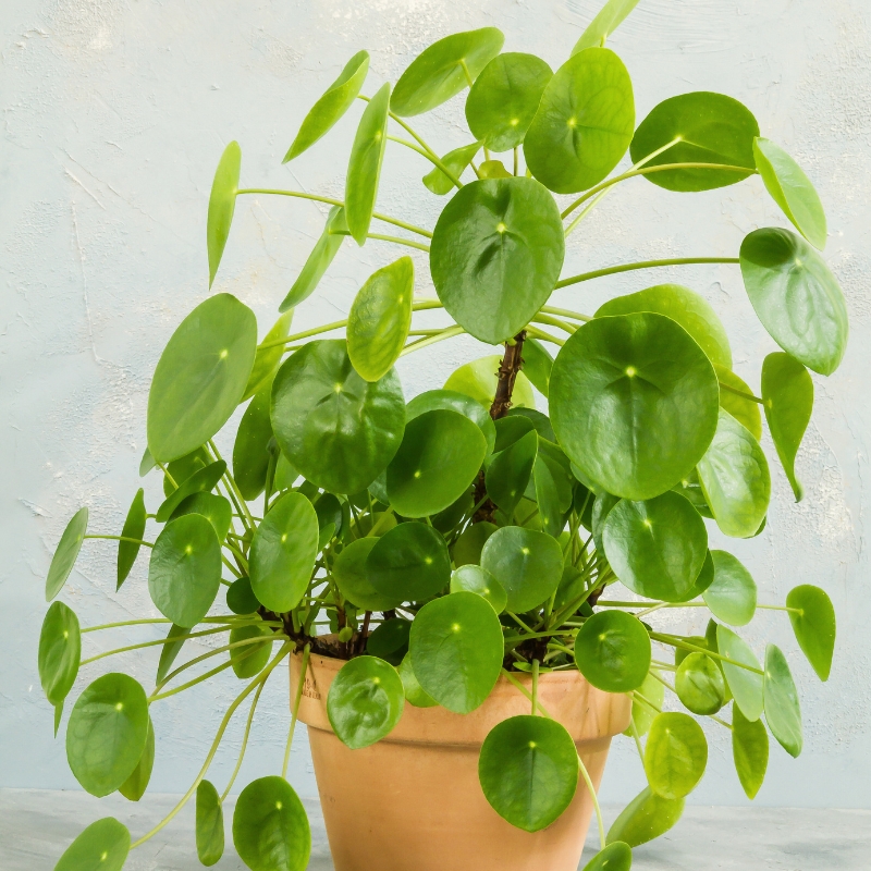 Pilea - Pianta delle monete