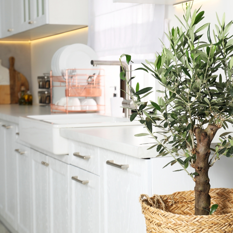 Piante da cucina