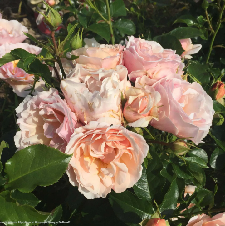 Rose a cespuglio