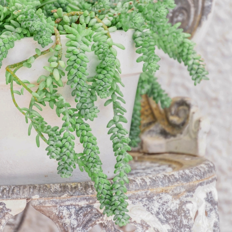 Sedum da interno