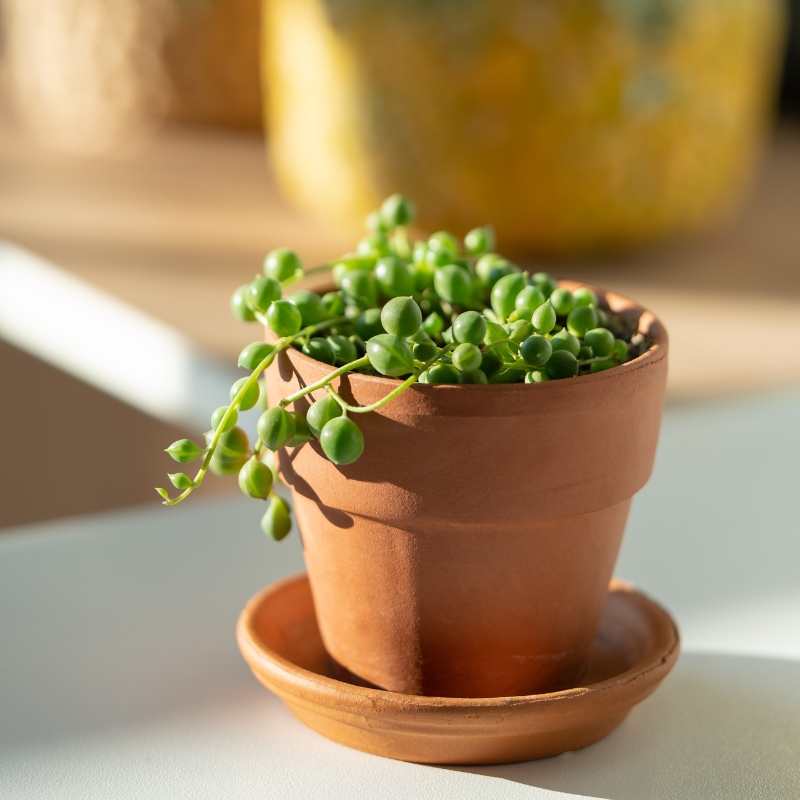 Senecio da interno