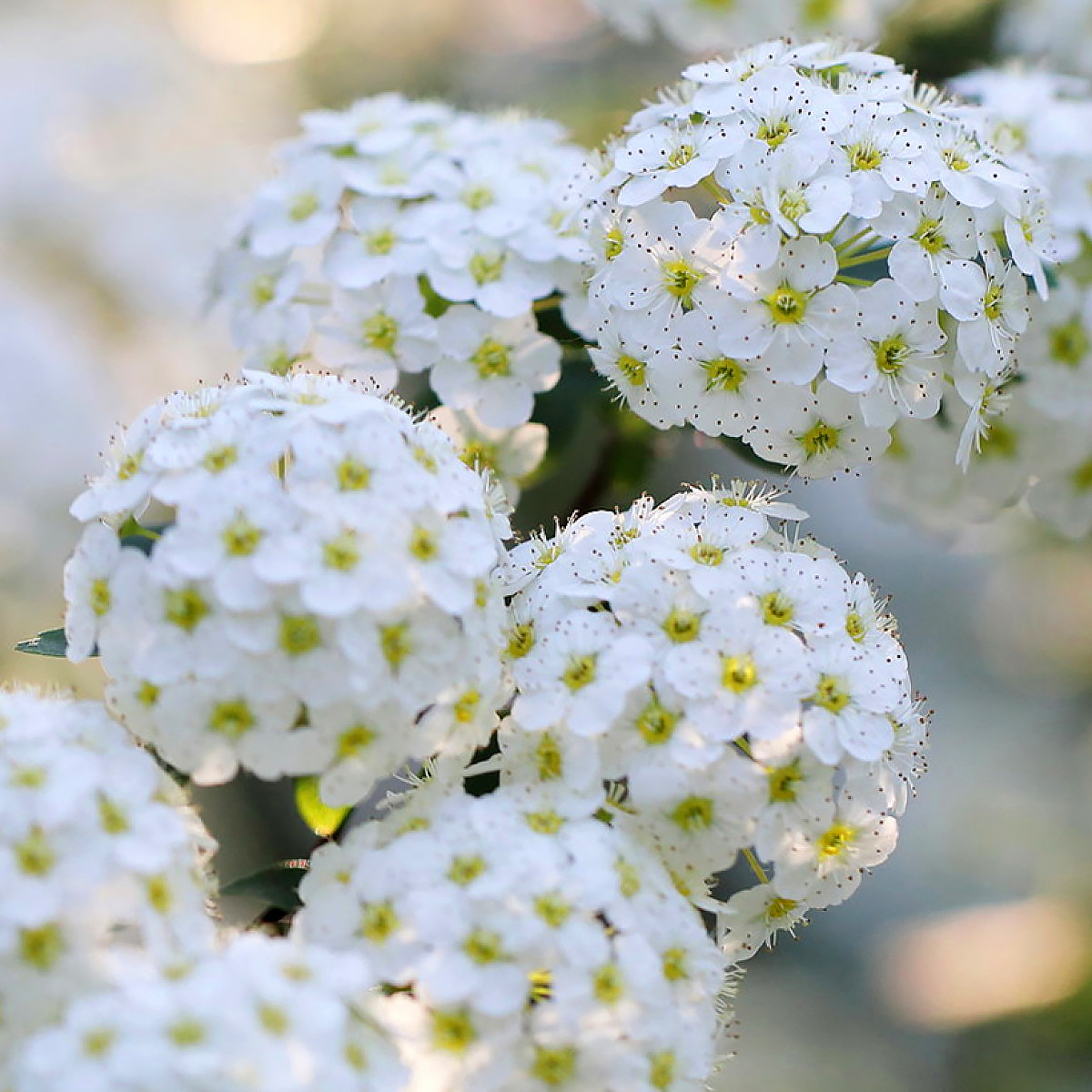 Spirea Thunbergii Fujino Pink Vaso 18 - Vivaio Menzani - 6