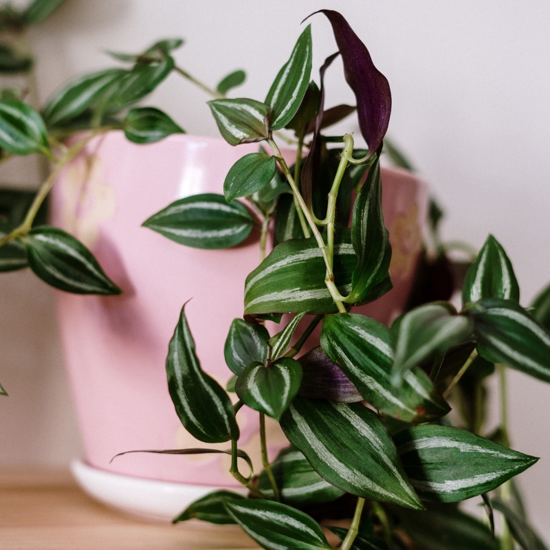 Tradescantia da interno