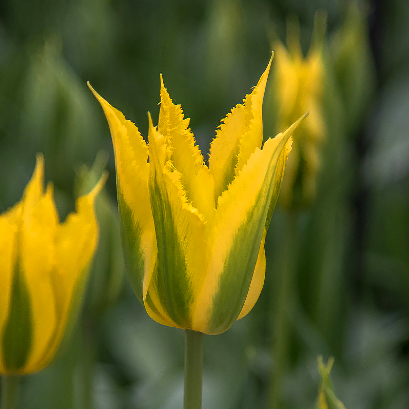 Tulipani Viridiflora