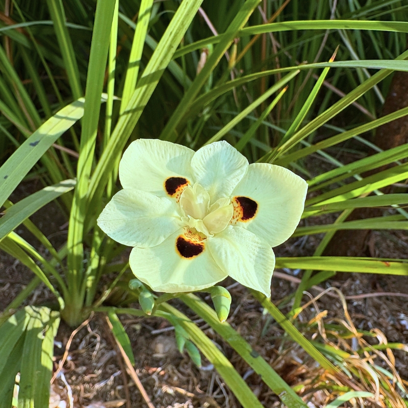 Dietes - Iris africano