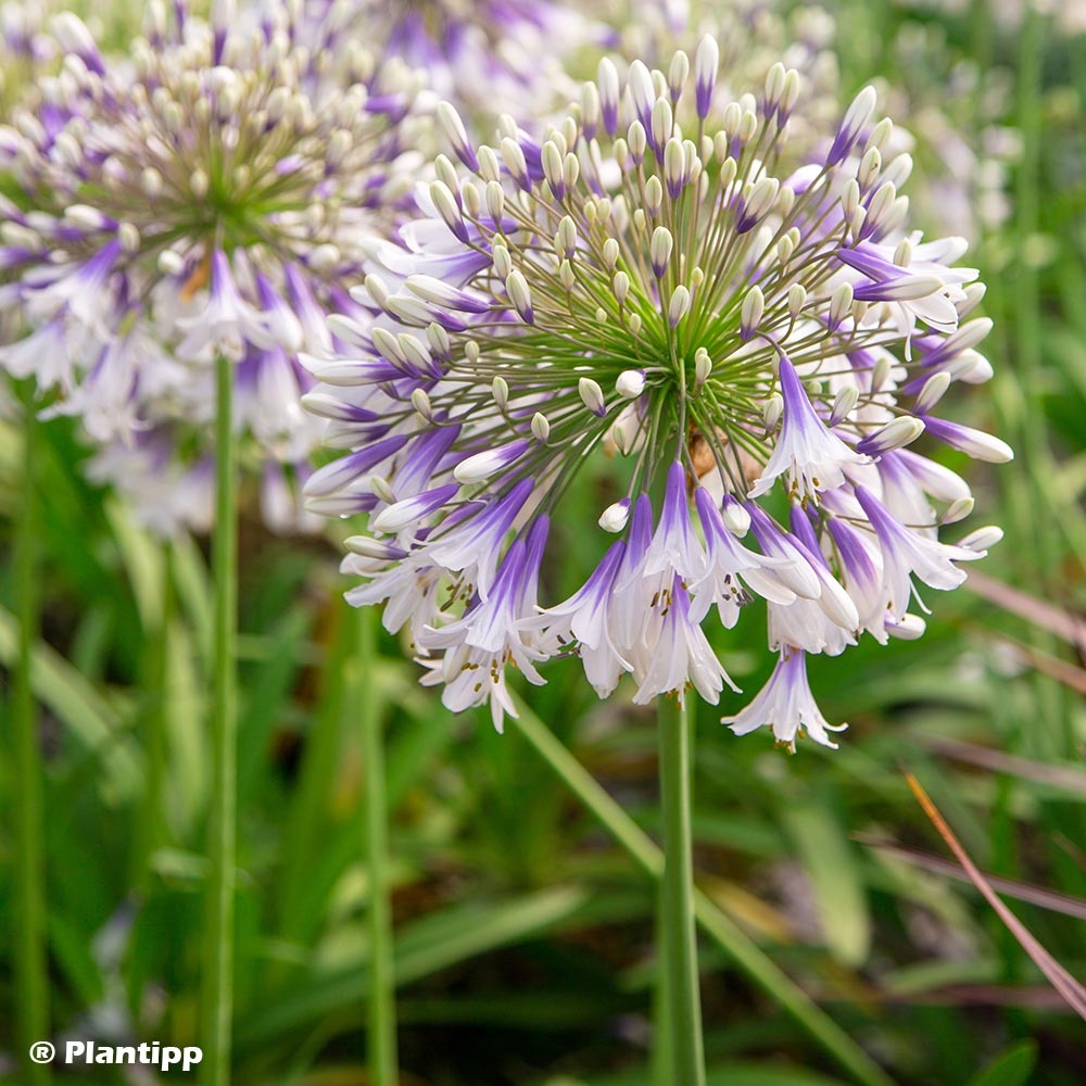 Fiore Artificiale Agapanthus Gambo Singolo 75 Cm – FloristryWarehouse, Colore Crema