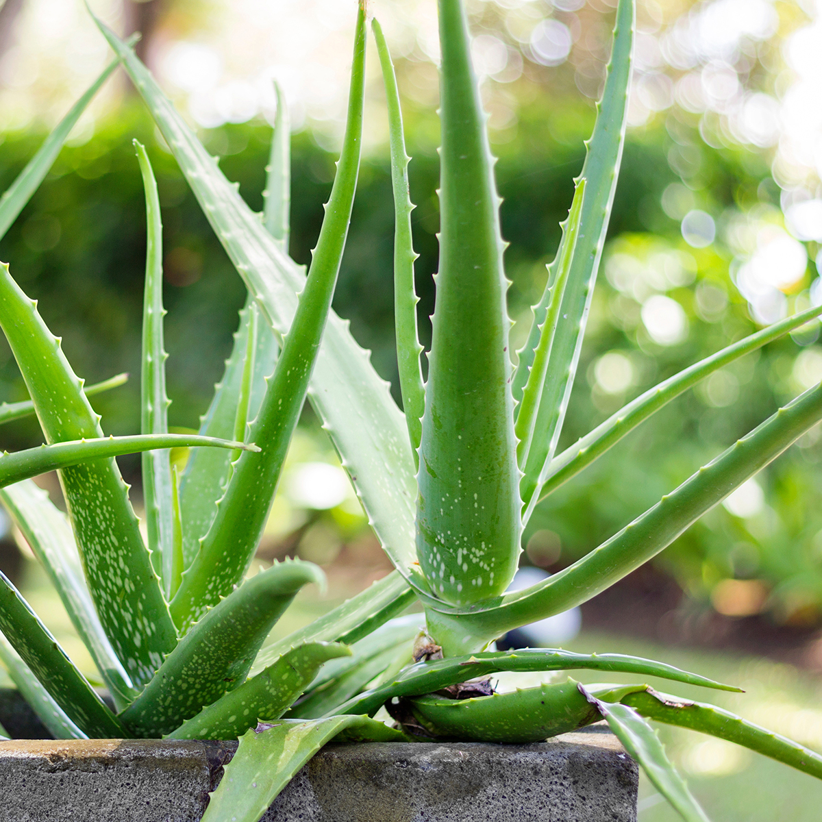 wo kaufe ich aloe vera saft sovita Bio Aloe Vera Saft main image 1