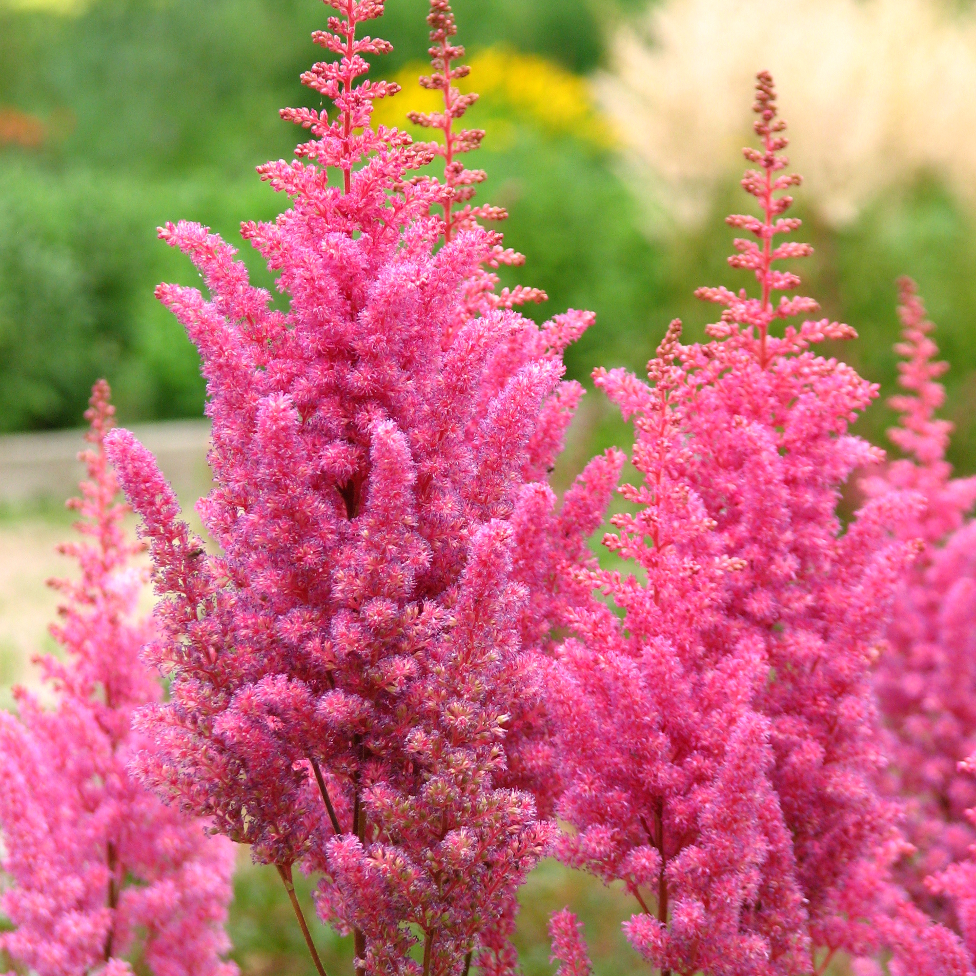 25 Rosso Astilbe / Perenni / Semi Di Fiori. - Italia - Foto 10