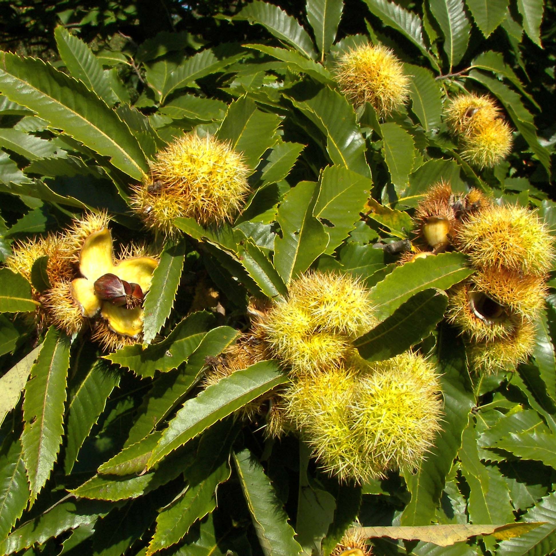 Vannucci Piante - Castagno (Castanea Sativa) Pianta Vera In Vaso 18x30 Cm - Albero Da Esterno 160/180 Cm