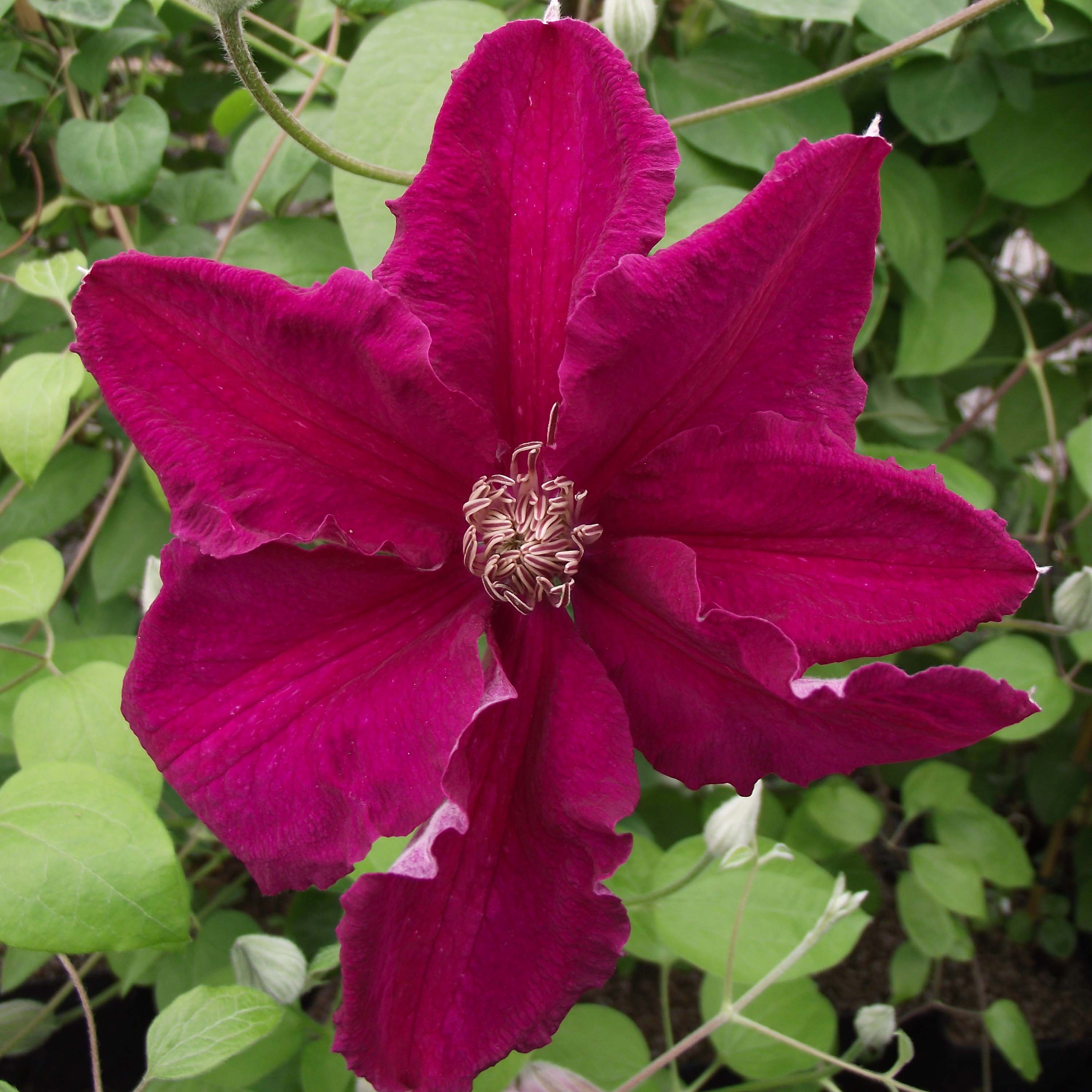 Primula rossa: significato del fiore