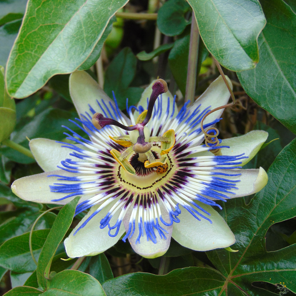 Passiflora Caerulea: Tutto Ciò Che Devi Sapere - Foto 7