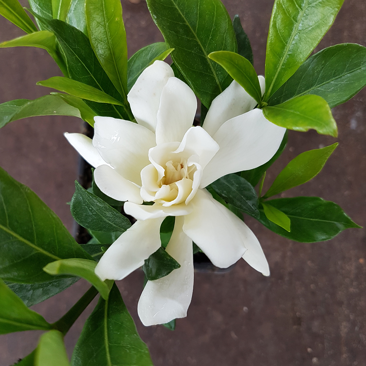 Gardenia Jasminoides Celestial Star - Pianta Vera In Vaso 18 Cm