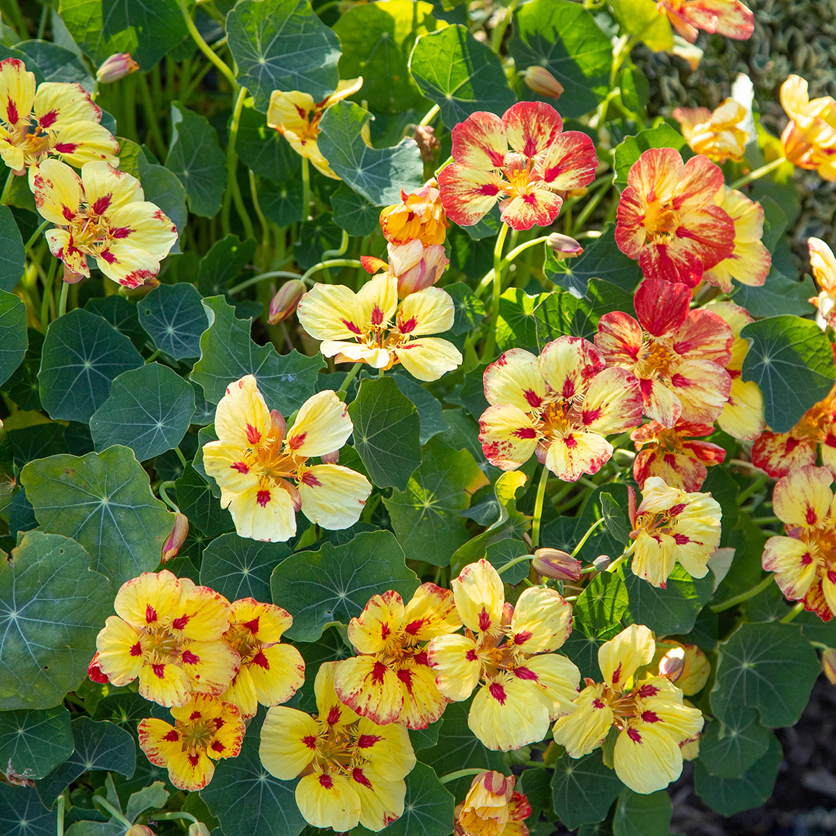 Semi Biologici Di Nasturzio Rampicante 150 Pezzi, Pianta Perenne Esotica, Resistente Per Balcone E Giardino