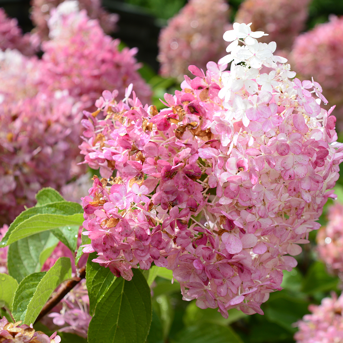 Semi Di Ortensia Paniculata Rari - 200 Semi Per Balconi E Giardini