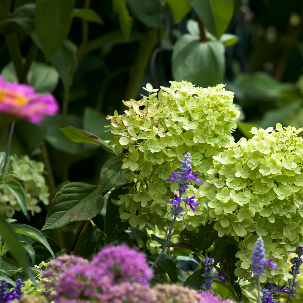 Ortensia - Blu - Set di 3 - Hortensia - FloraStore