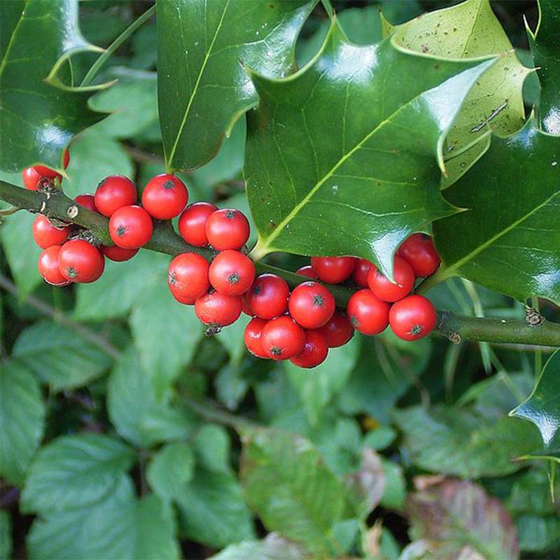 Semi Di Agrifoglio Inglese (Ilex Aquifolium) - Albero Sempreverde, Per Siepi O Esemplare Singolo
