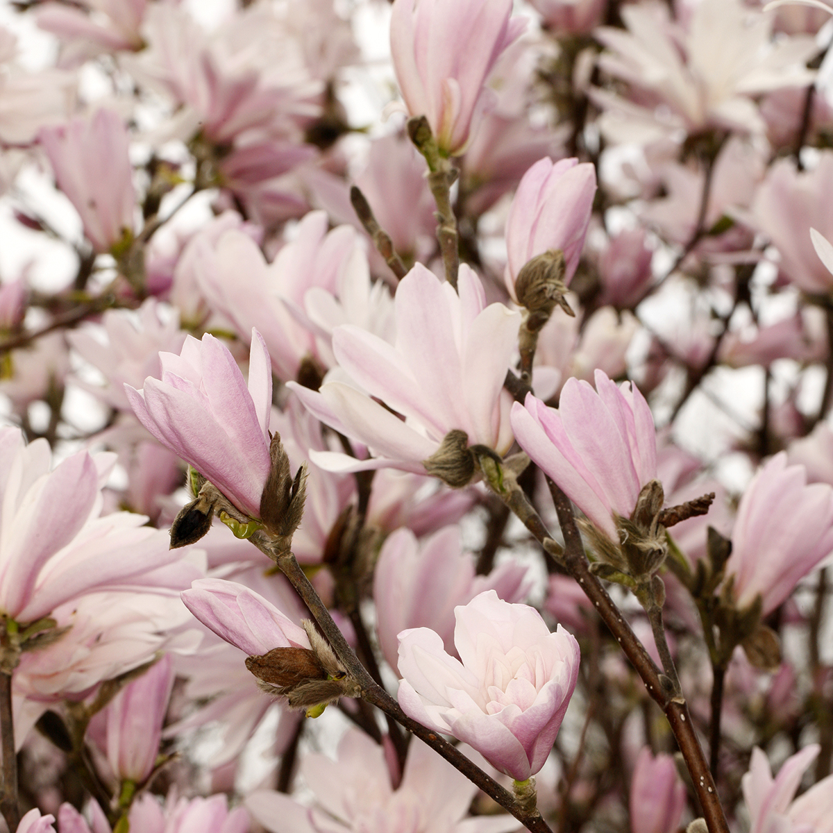 Magnolia Stellata - Magnolia Etoilé - Plantes de Terre de Bruyère