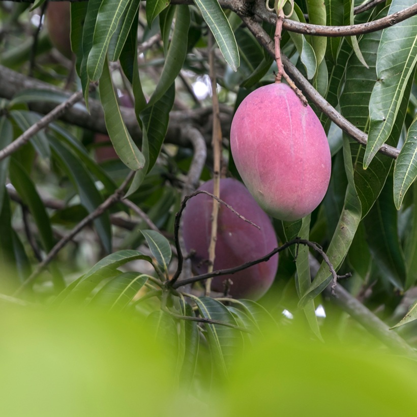 PIANTA DI MANGIFERA Indica Mango Palmer Innestata Foto Reali 130Cm £28.01 - UK - 6