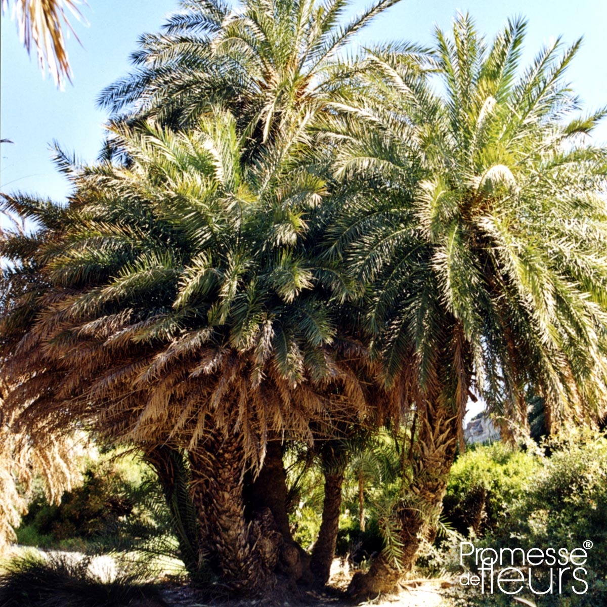 Palma In Piantagione, Famose Piante Ornamentali Domestiche E Da Giardino Una Decorative Per Case Giardini Image162416864