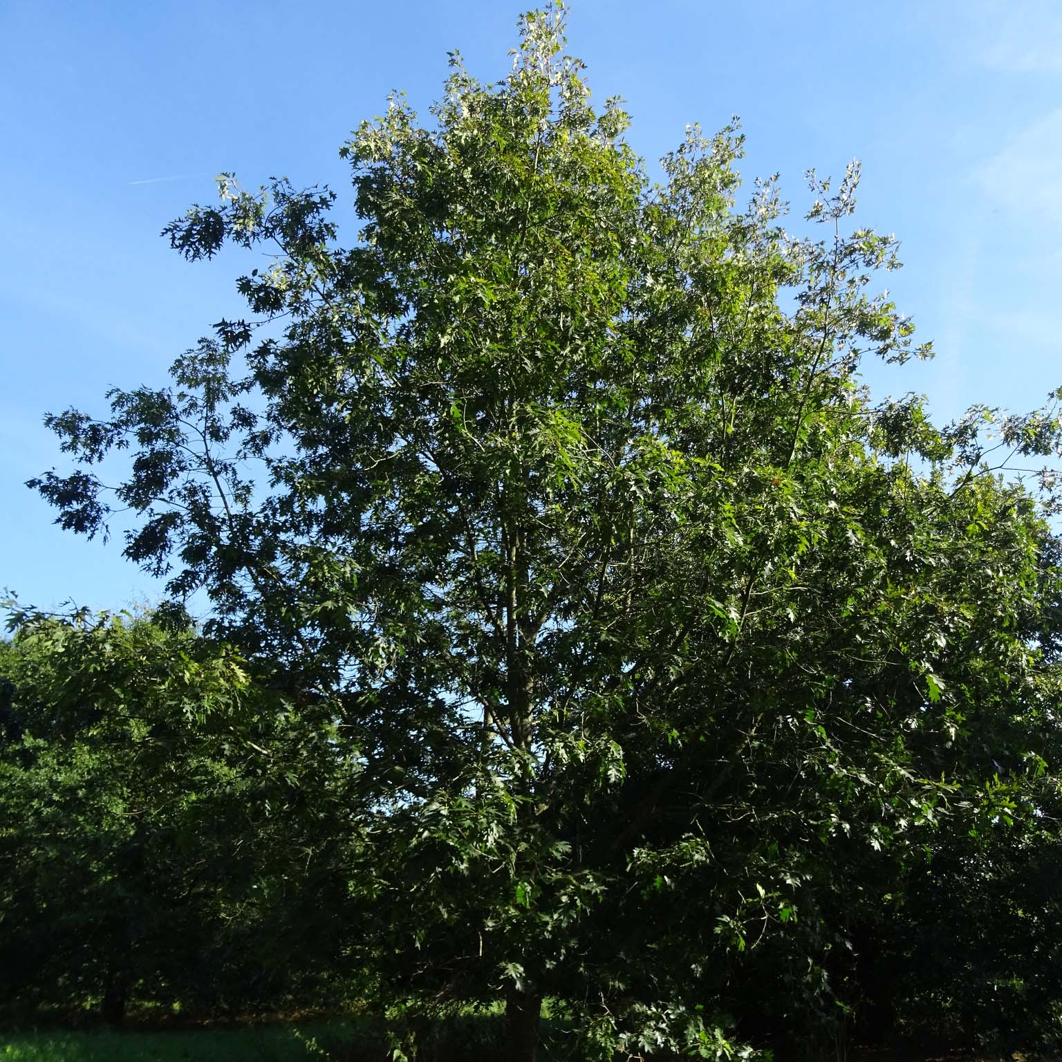 Germania: Frutto della quercia (Quercus robur Foto stock