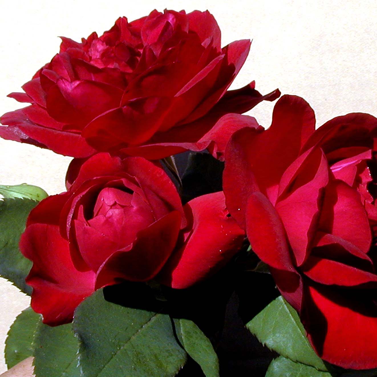 Fiori Rossi Sulla Pianta Rampicante Immagine Stock - Immagine Di