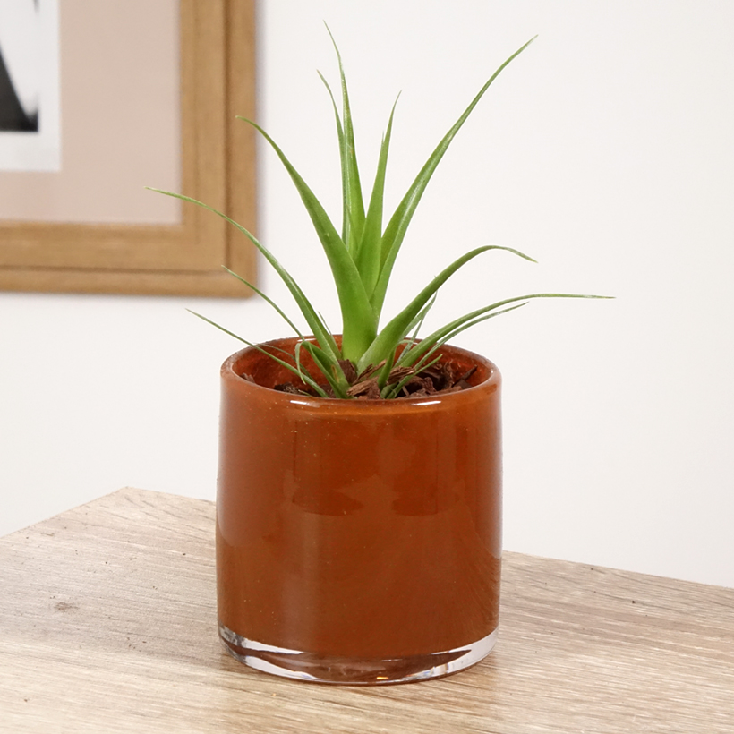 Collezione Oro Tillandsia – 7 Piante Aeree In Cofanetto Regalo – Xerographica, Ionantha E Altre