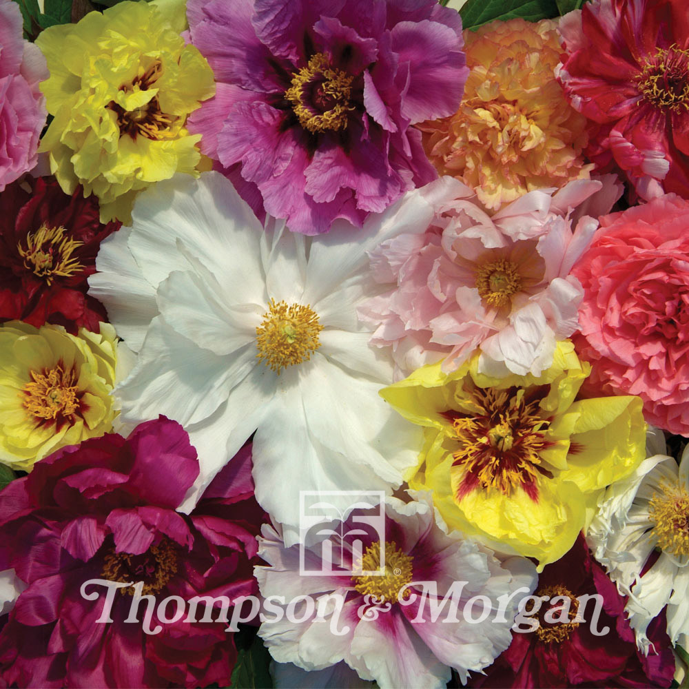 12 Semi Di Peonia Arborea Paeonia Rockii - Fiore Perenne Resistente