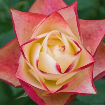 Rosa Floribunda Origami